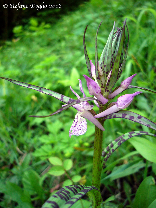 orchidee dal mar Nero turco...